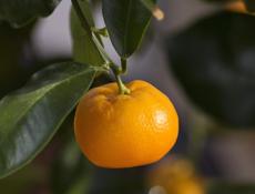 Продам саженцы мандарин сентябрьские 
