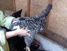 Продаются молодые петушки!