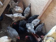 Продаются молодые петушки!