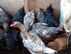 Продаются молодые петушки!