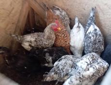 Продаются молодые петушки!