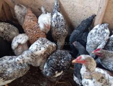 Продаются молодые петушки!