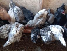 Продаются молодые петушки!