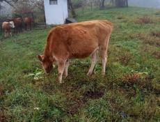 Корова 