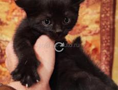 Симпатичный котёнок