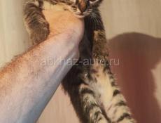 Симпатичный котёнок