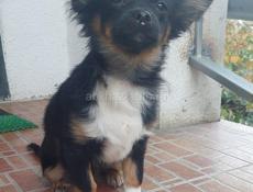 Продаём щенка чихуахуа мальчик