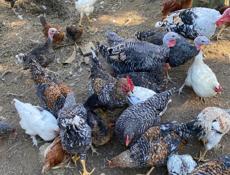 Продажа кур 