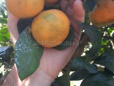 Продаю мандарины