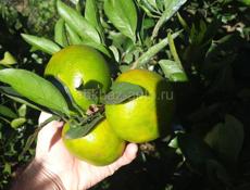 Продаю мандарины