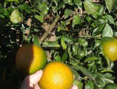 Продаю мандарины   