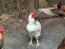 Продаются петухи
