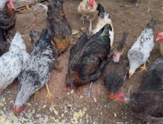 Продаются петухи