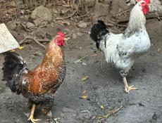 Продаются петухи