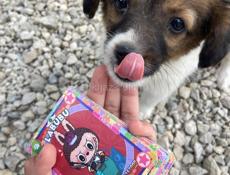 Щенок в добрые руки 