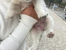 Хотим отдать щенка в добрые руки зимой замёрзнет 