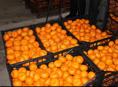 Куплю мандарины