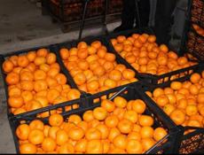 Куплю мандарины