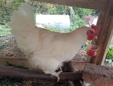 Продаются  4 молодые курочки 