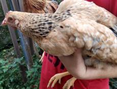 Продаются  4 молодые курочки 