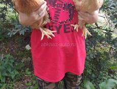 Продаются  4 молодые курочки 