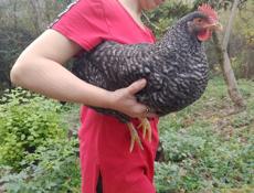 Продаются  4 молодые курочки 