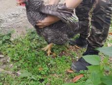 Продаются  4 молодые курочки 