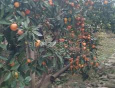 мандарин продаю до 20 тонн оранжевый.
