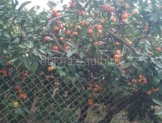 мандарин продаю до 20 тонн оранжевый.