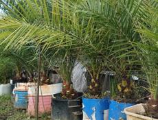 ❗❗❗Пальмы❗❗❗