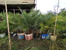 ❗❗❗Пальмы❗❗❗