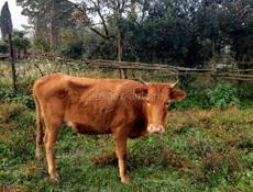Продаются 2 коровы 