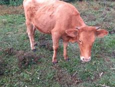 Продаются 2 коровы 