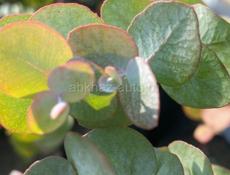 Саженцы Эвкалипта