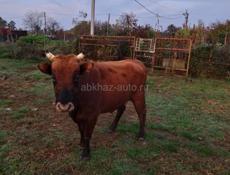 Продаю быка 