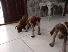Продаются щенки курцхара девочки. Привиты и купированы)