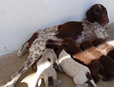 Продаются щенки курцхара девочки. Привиты и купированы)