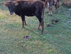 Корова с теленком и телята