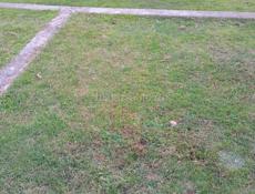 Корова с теленком и телята