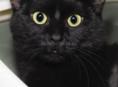 Кошка потерялась в мачарке     последний раз видели в рядом кафе бахус чёрная крупная
