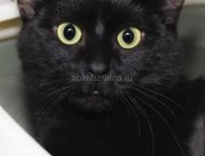 Кошка потерялась в мачарке     последний раз видели в рядом кафе бахус чёрная крупная