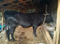 Продается бык 180кг