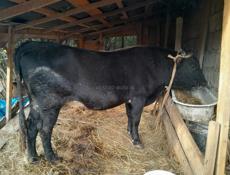 Продается бык 180кг