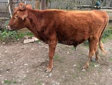 Брадаю бычок