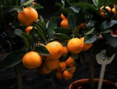 НУЖНЫ СБОРШИКИ МАНДАРИН 