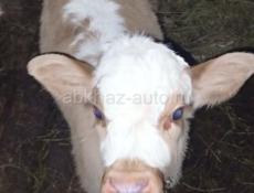 Продается телёнок