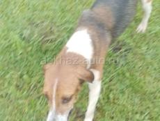 Потерялся охотничий собака