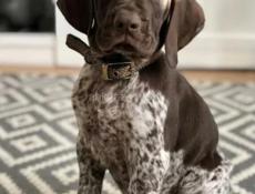 КУПЛЮ ЩЕНКА КУЦХАРА 