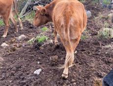 Корова на мясо 