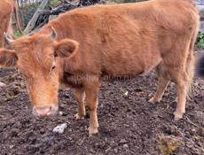 Корова на мясо 